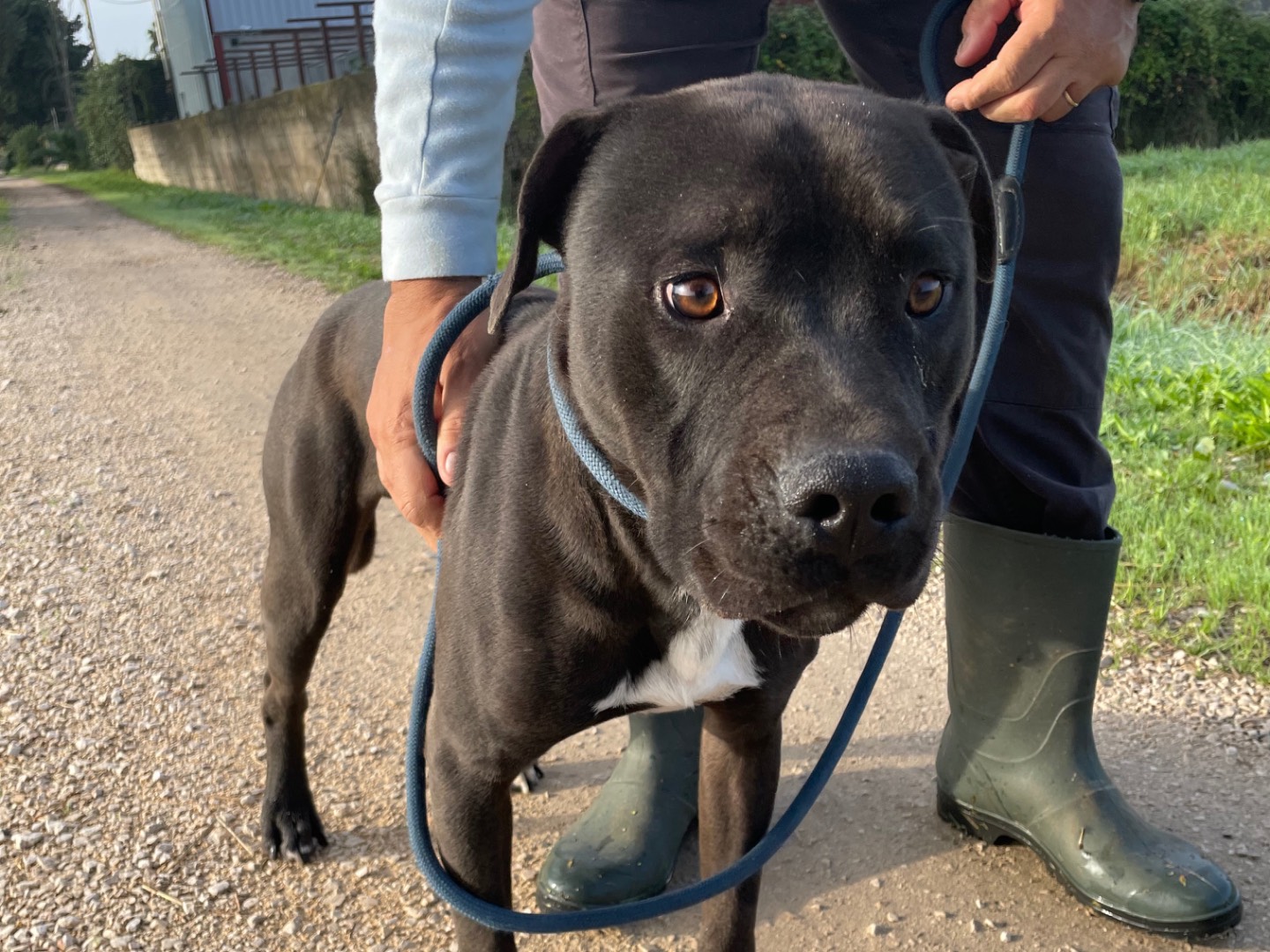 Adotta un cane, taglia media, femmina, Latina