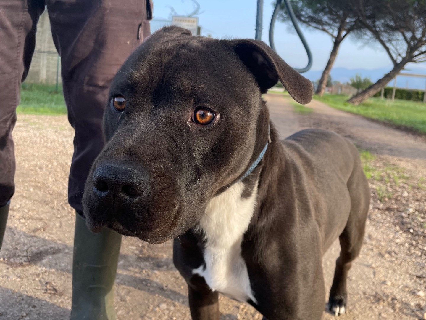 Vuoi adottare un cane a Latina?