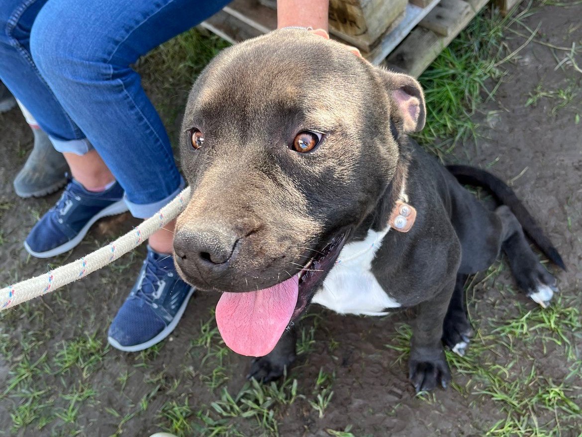 Adotta il cane Tyson a Latina