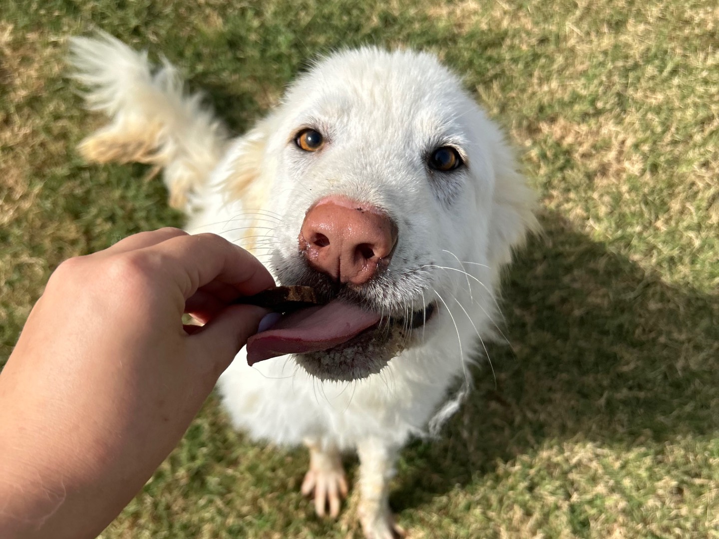 Adotta un cane, maschio, 4 anni , Latina