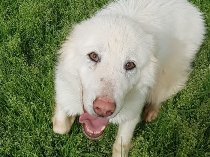Adotta un cane, taglia media, maschio, Latina