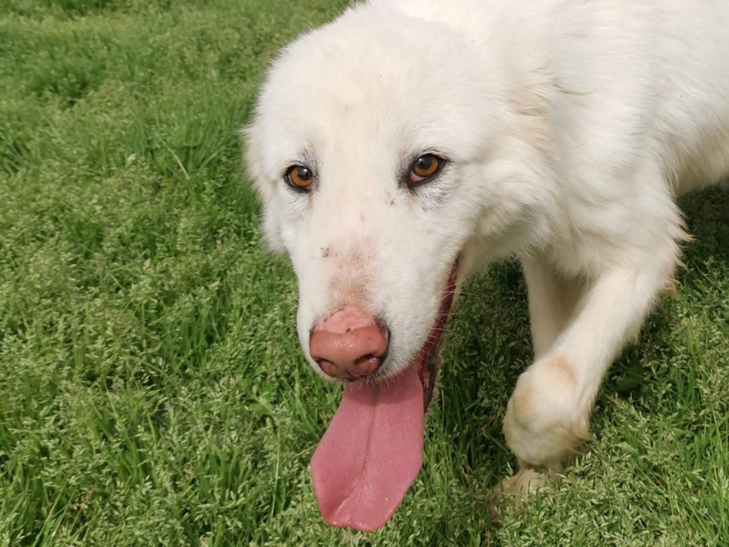 Adotta il cane Ercole a Latina