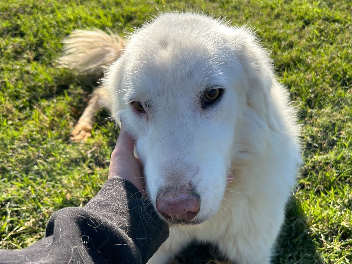 Vuoi adottare un cane a Latina?
