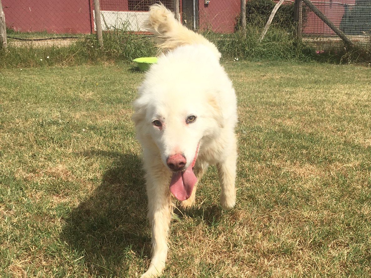 Adotta il cane Melanie a Latina