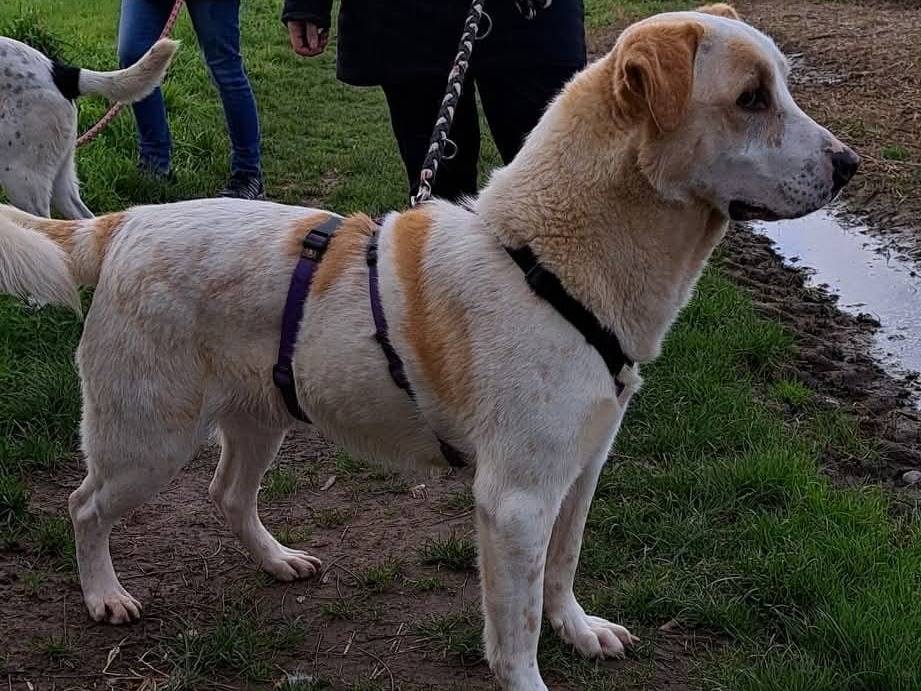 Adotta un cane, maschio, 6 anni  e 1 mese, Milano
