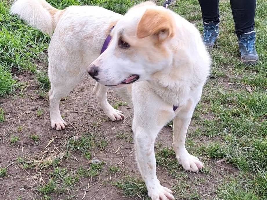Adotta un cane, taglia grande, maschio, Milano