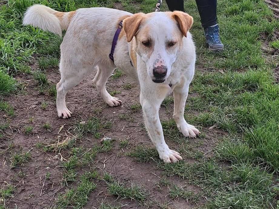 Vuoi adottare un cane a Milano?