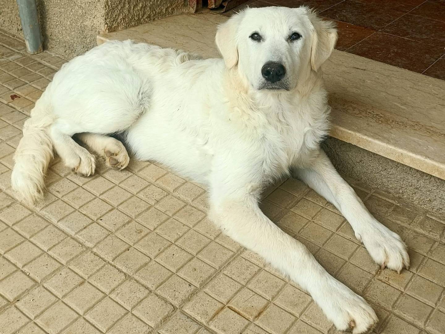 Adozione cane, maschio, Razza sconosciuta Razza sconosciuta, 5 mesi, taglia media, Palermo