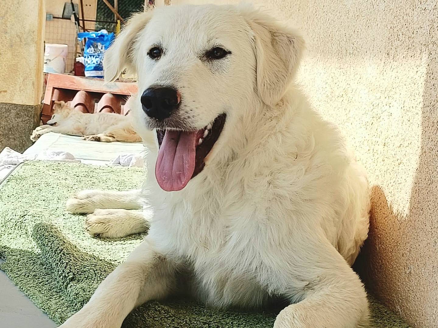 Adotta un cane, maschio, 5 mesi, Palermo
