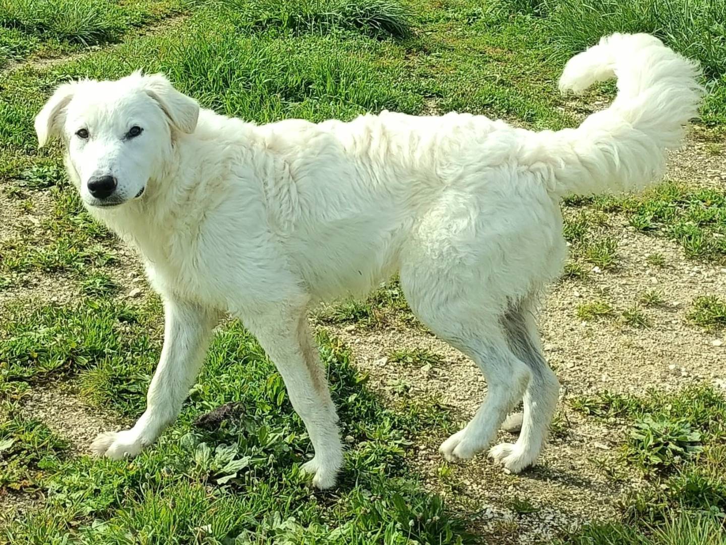 Adotta un cane, taglia media, maschio, Palermo