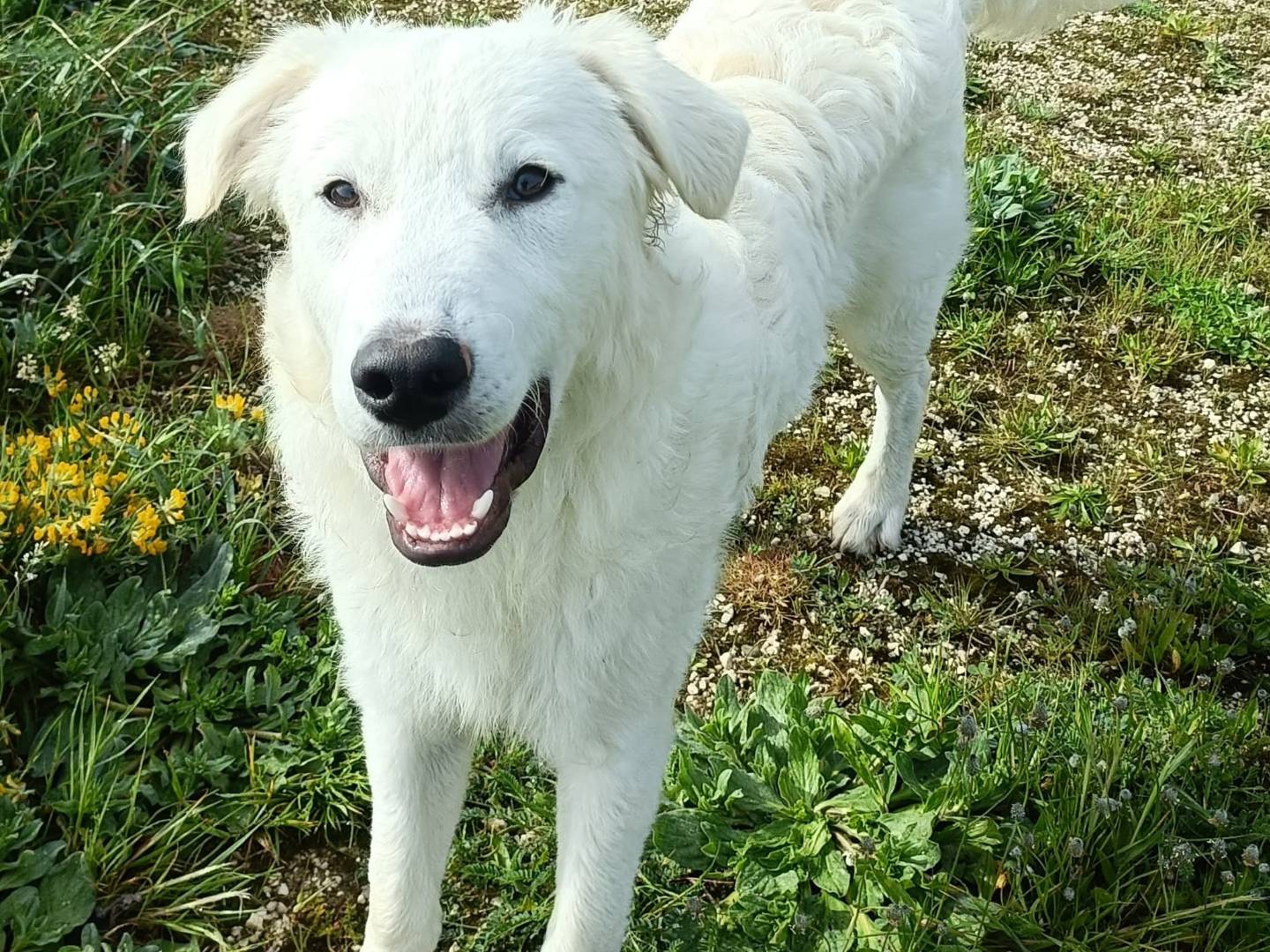 Vuoi adottare un cane a Palermo?