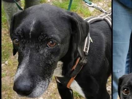 Adotta un cane, maschio, 10 anni  e 11 mesi , Verona
