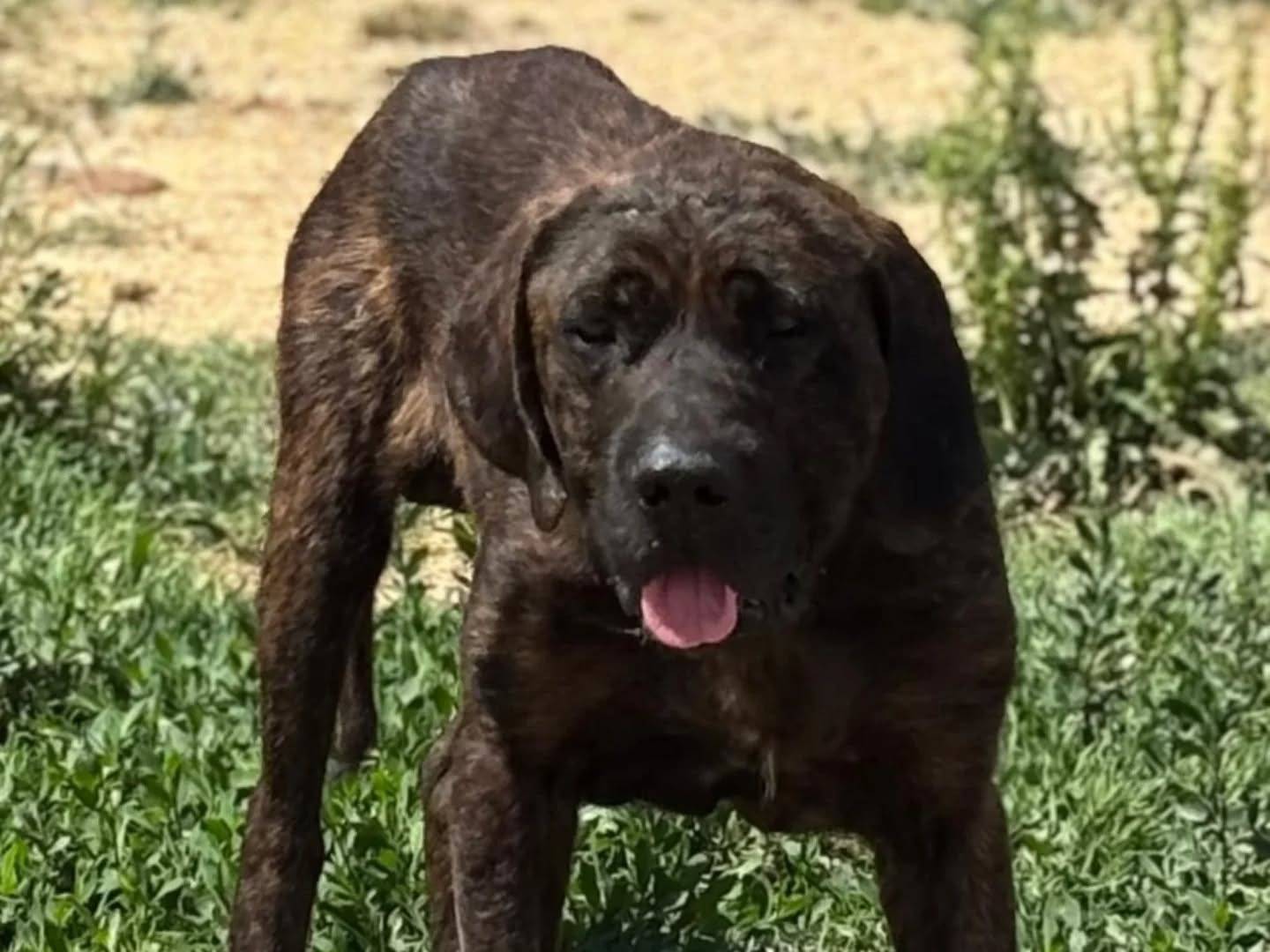 Adotta un cane, maschio, 4 anni  e 3 mesi , Latina