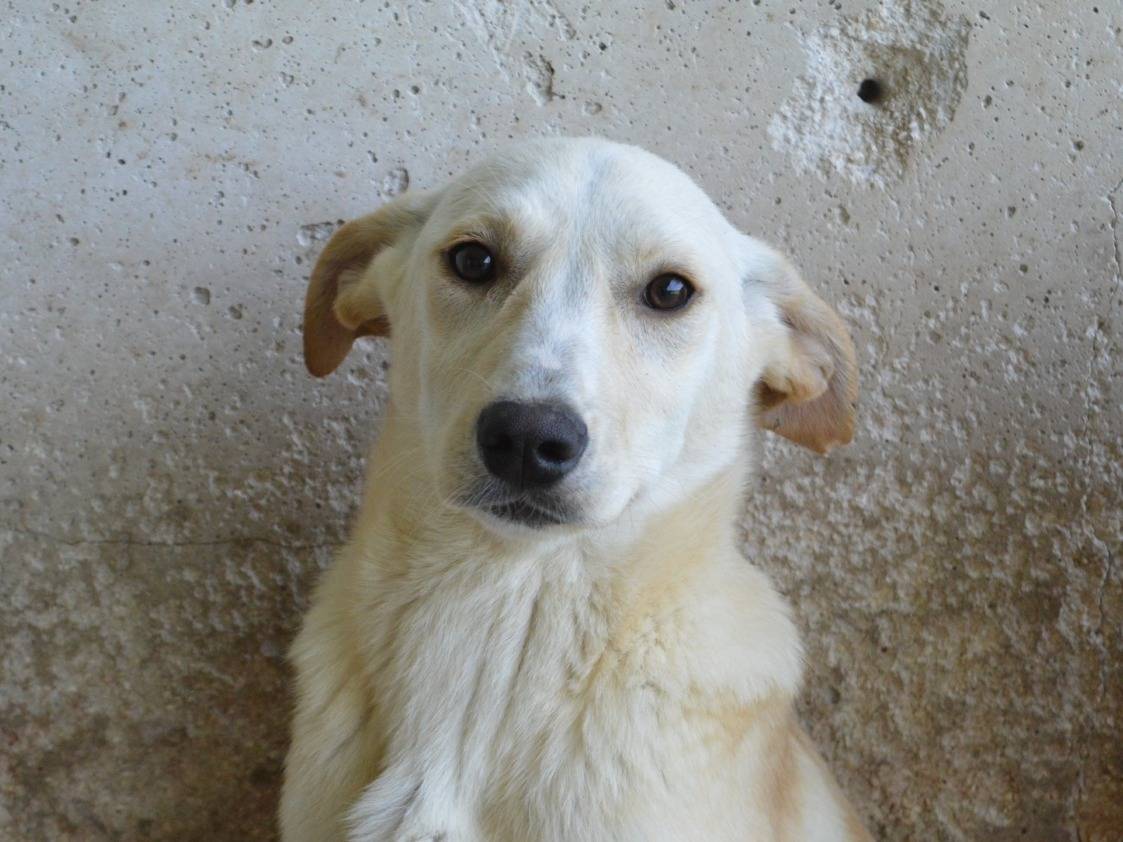 Foto dell'animale