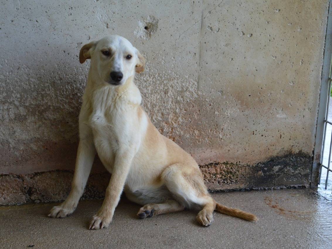 Adotta un cane, femmina, 8 mesi, Roma