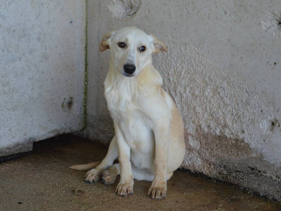 Adotta un cane, taglia media, femmina, Roma