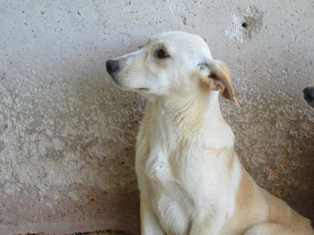 Vuoi adottare un cane a Roma?
