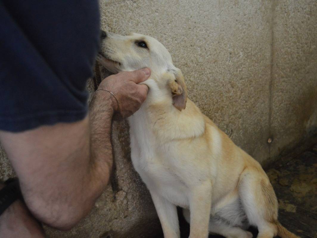 Adotta il cane SCILLA a Roma