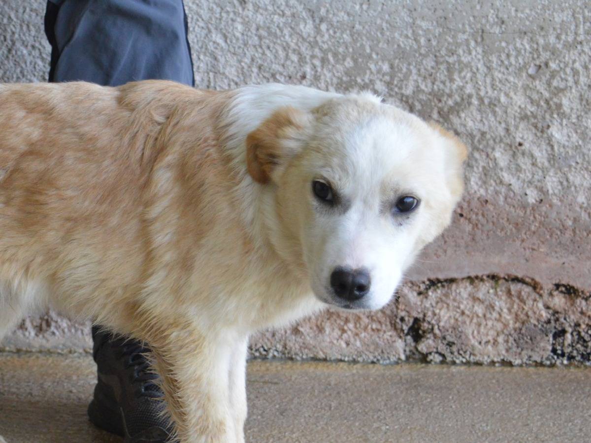 Adotta un cane, maschio, 8 mesi, Roma