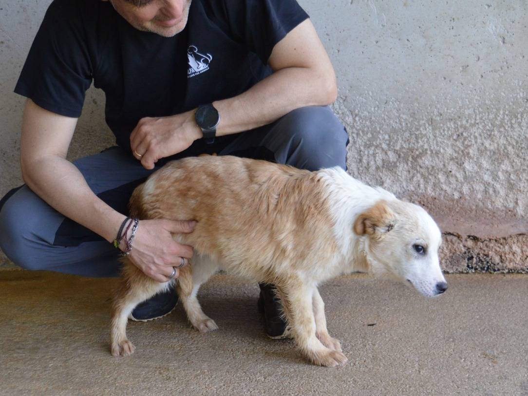 Vuoi adottare un cane a Roma?