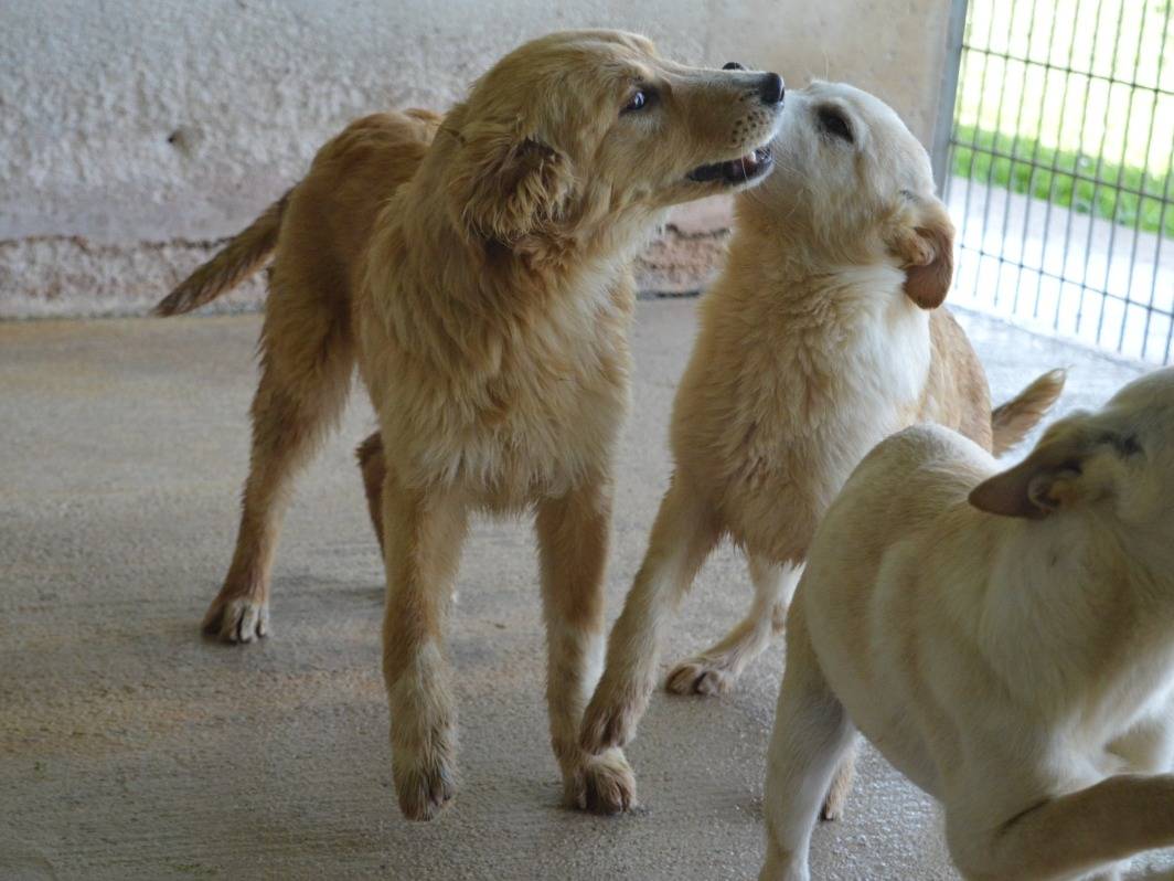 Adotta il cane SIMBAD a Roma