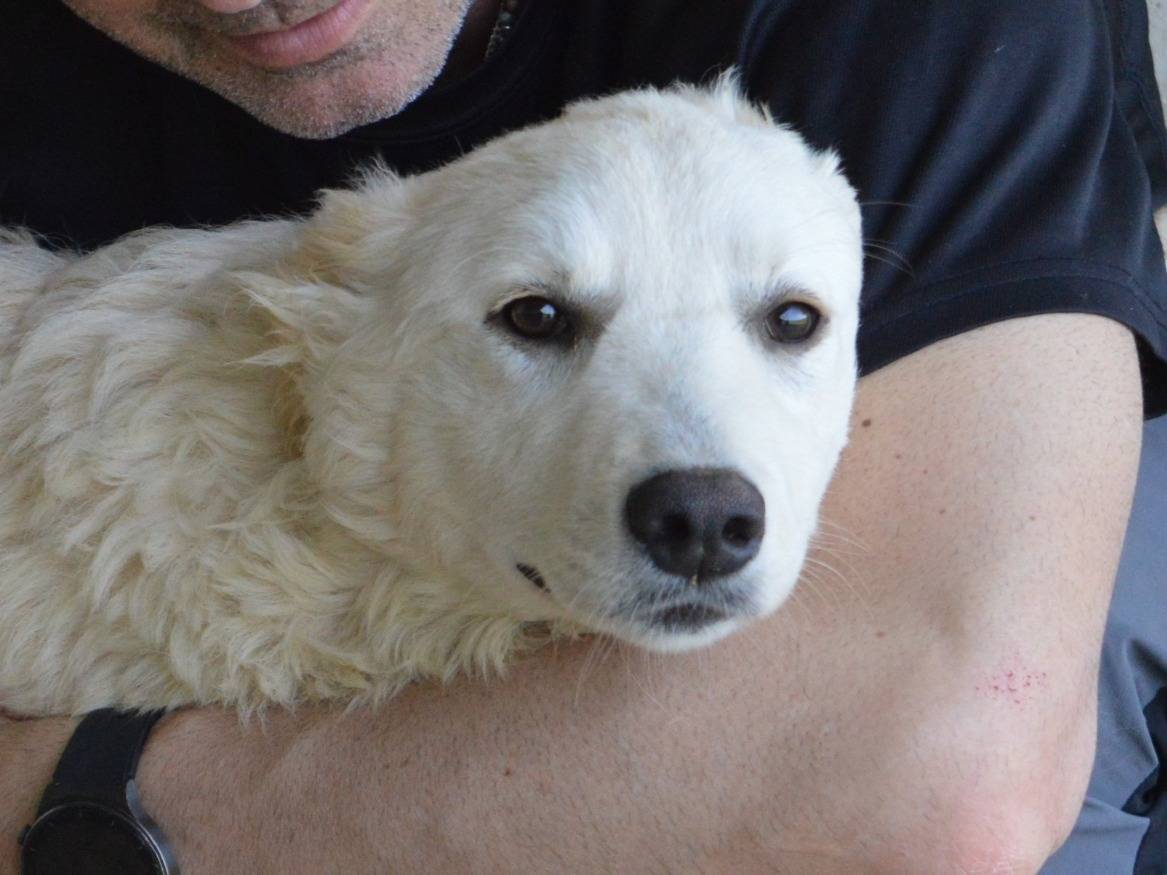 Adozione cane, femmina, Razza sconosciuta Razza sconosciuta, 8 mesi, taglia media, Roma