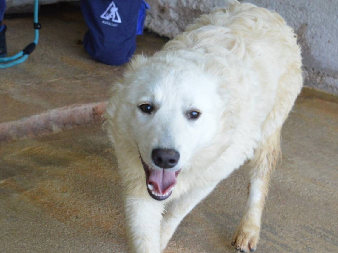 Adotta un cane, femmina, 8 mesi, Roma