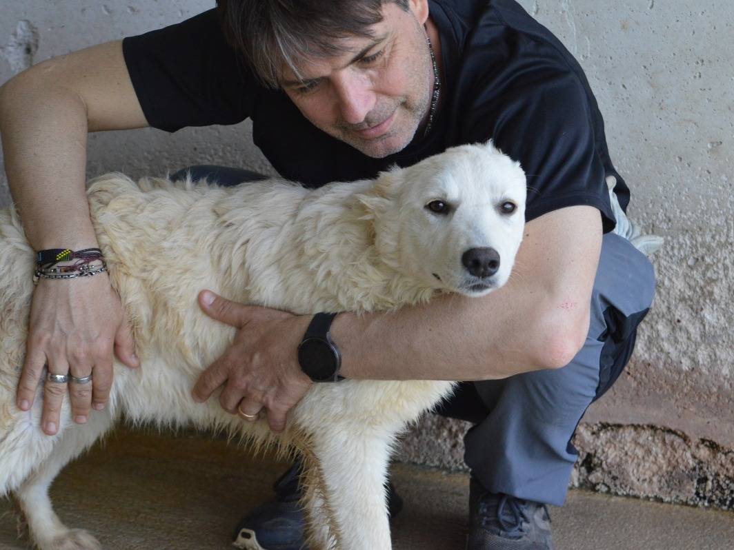 Adotta un cane, taglia media, femmina, Roma