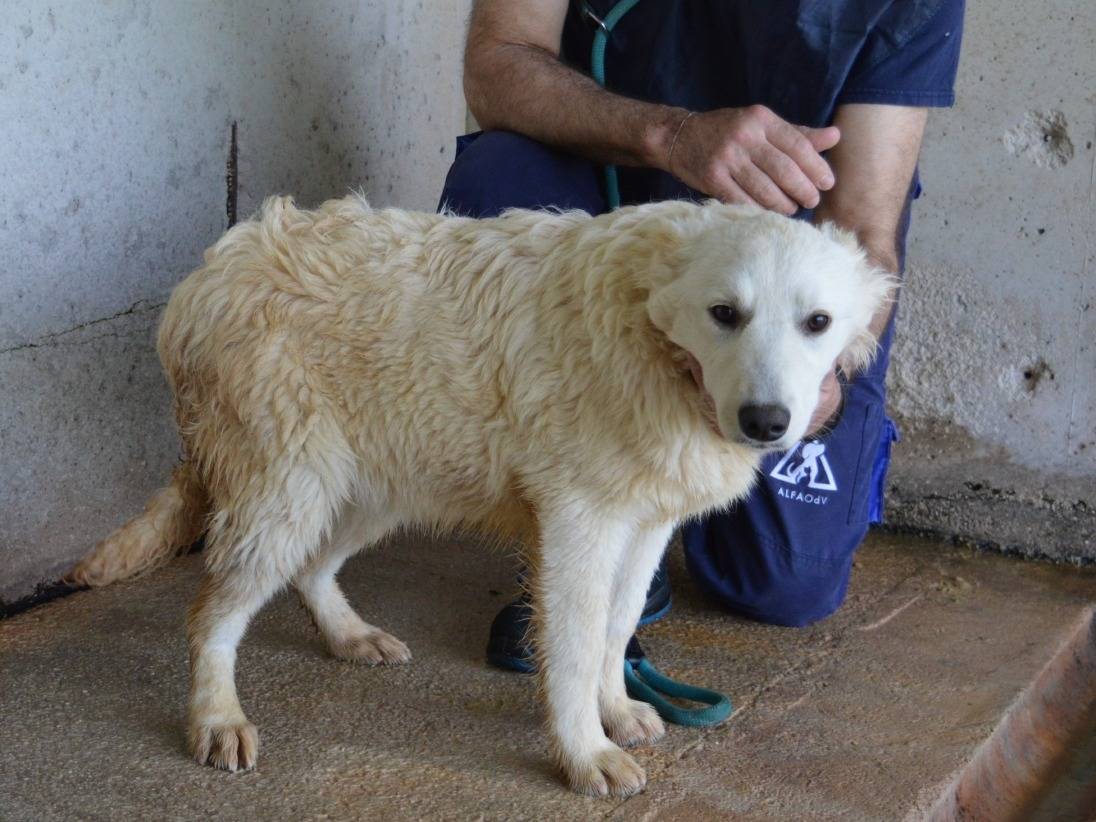 Vuoi adottare un cane a Roma?
