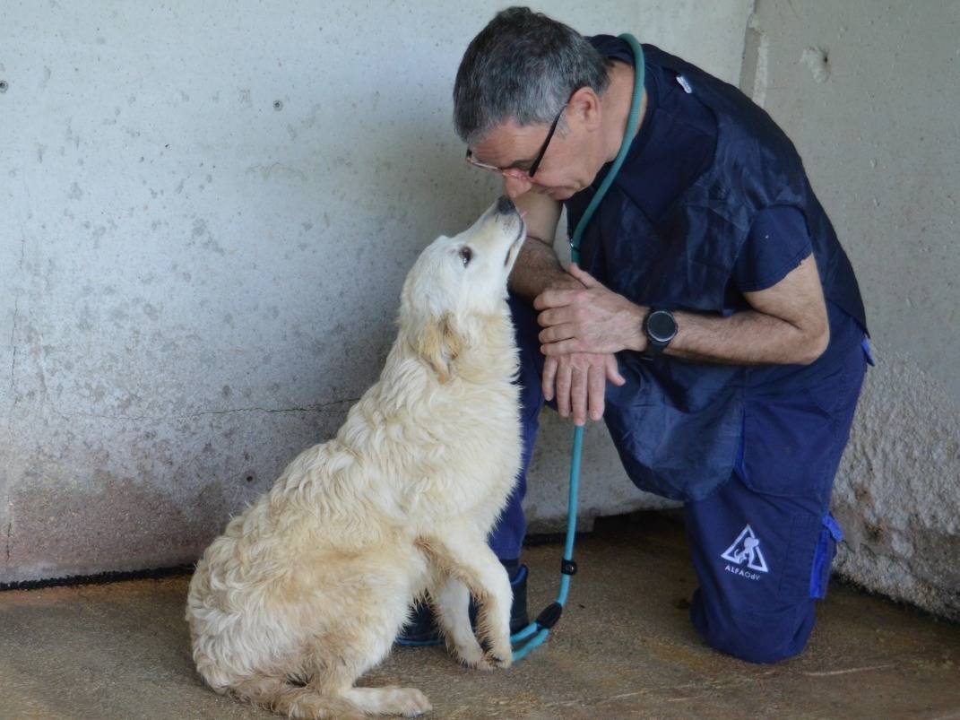 Adotta il cane SADYE a Roma