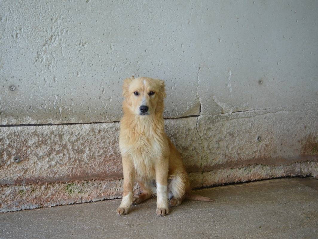 Adotta un cane, maschio, 7 mesi, Roma