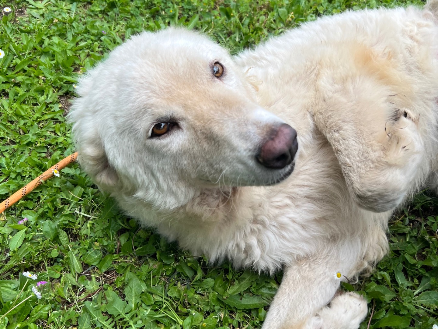 Adotta un cane, femmina, 3 anni  e 4 mesi , Roma
