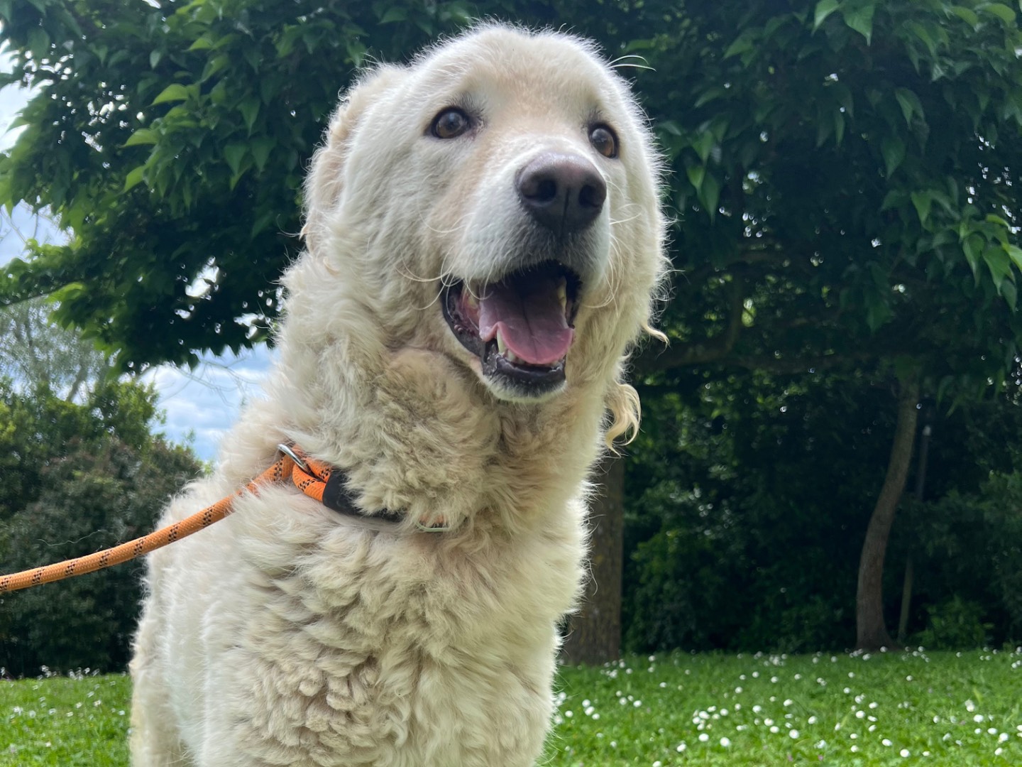 Adotta un cane, taglia gigante, femmina, Roma