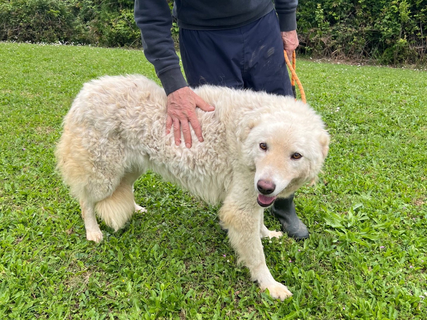 Vuoi adottare un cane a Roma?
