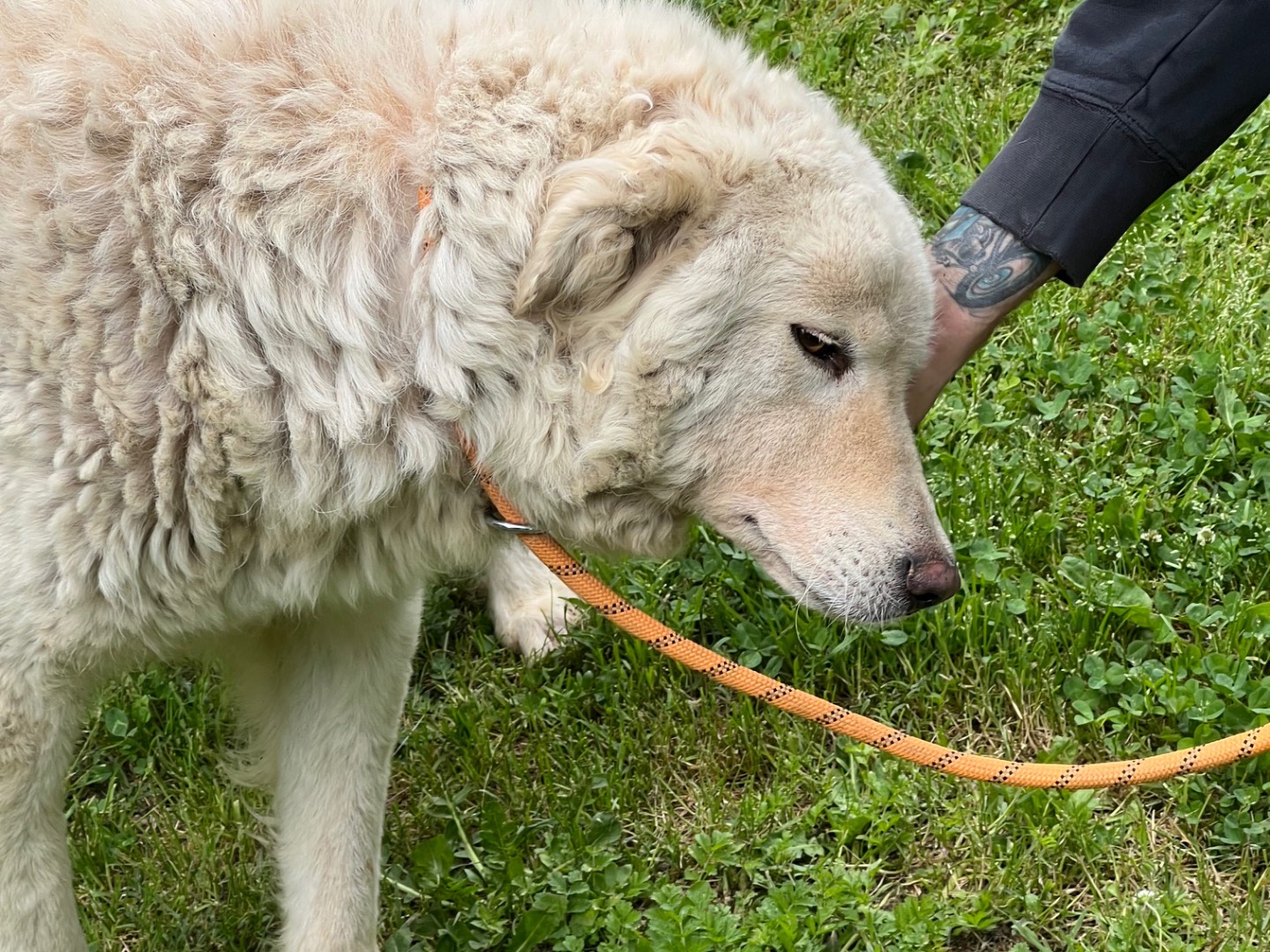 Adotta il cane Evita a Roma