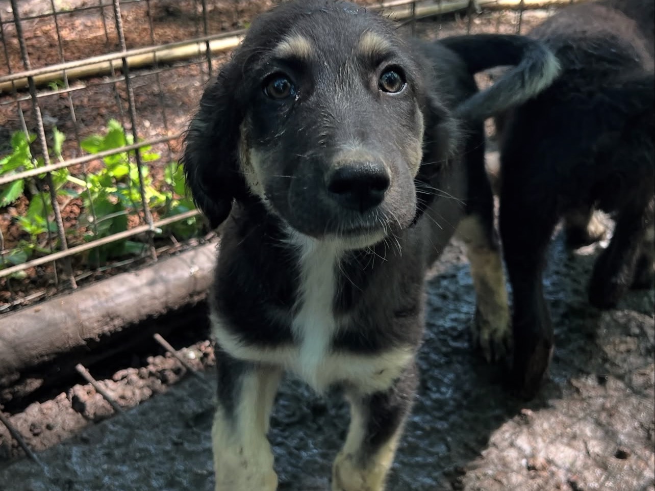 Adotta un cane, maschio, 2 mesi, Roma
