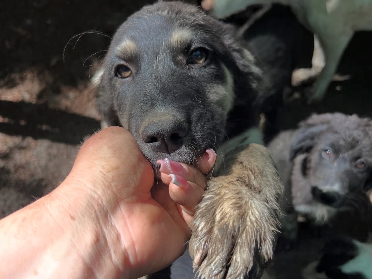 Adotta un cane, taglia media, maschio, Roma