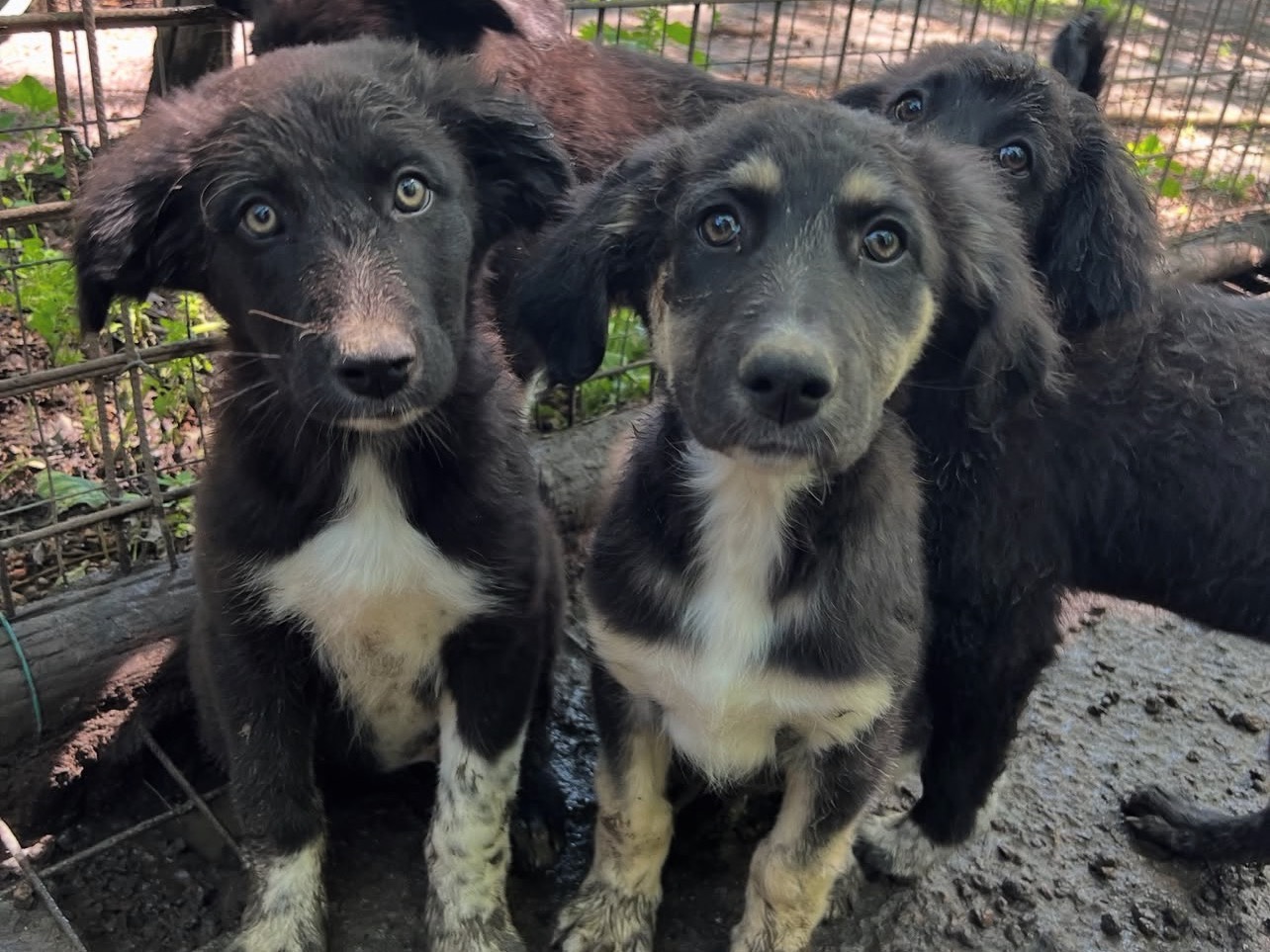 Adotta il cane Ray a Roma