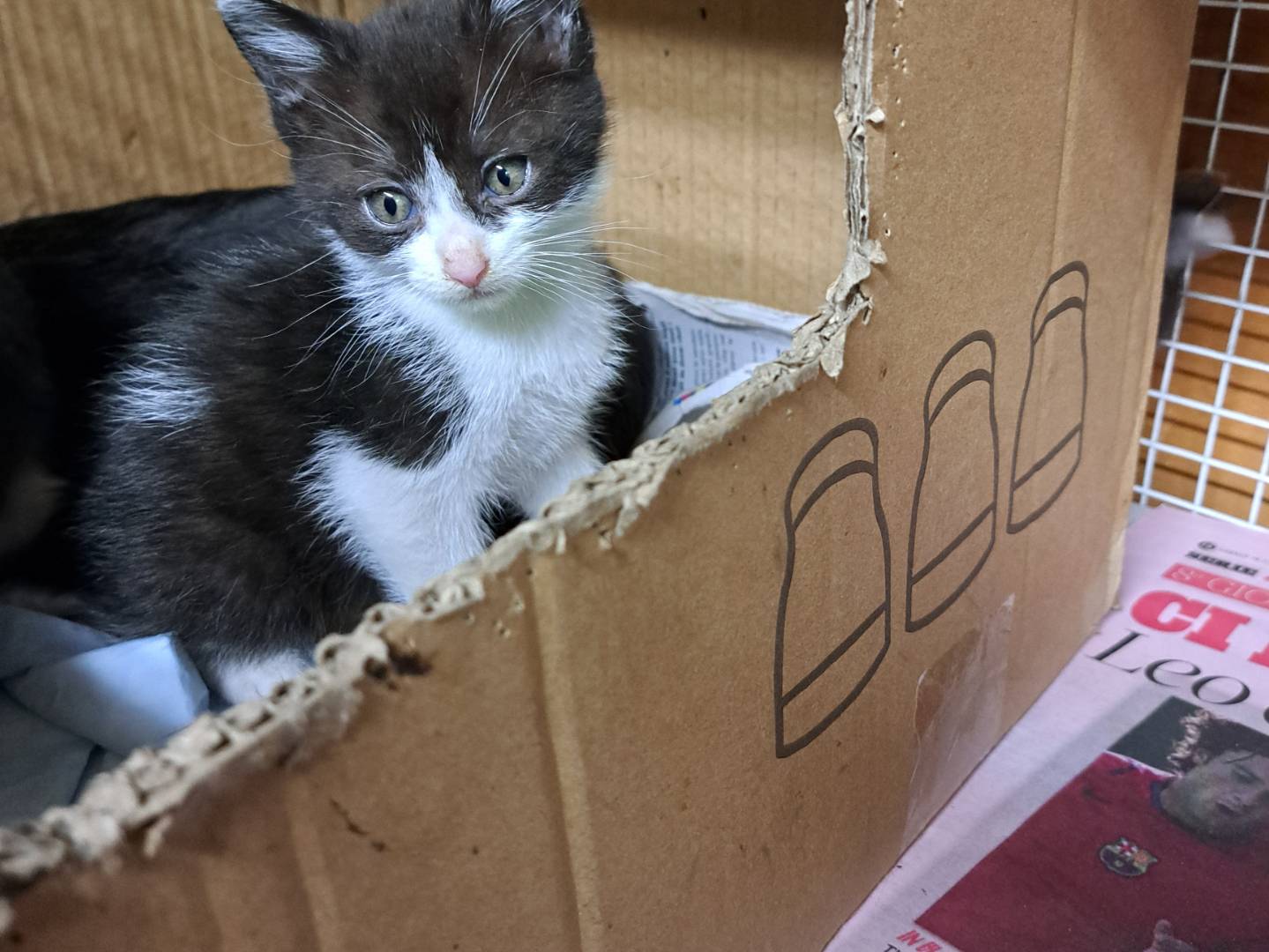 Adozione gatto, maschio, Razza sconosciuta Razza sconosciuta, 5 mesi, taglia non valida, Milano
