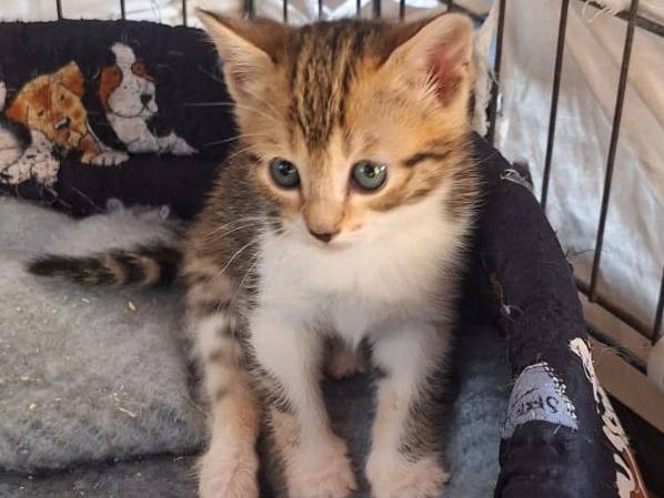 Adotta un gatto, taglia non valida, femmina, Milano