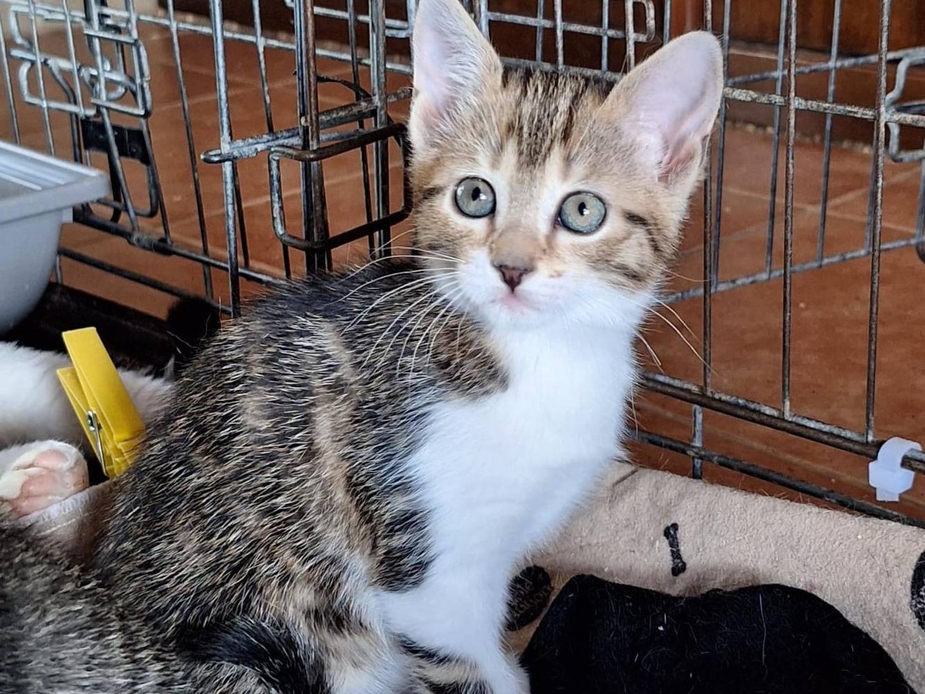 Vuoi adottare un gatto a Milano?