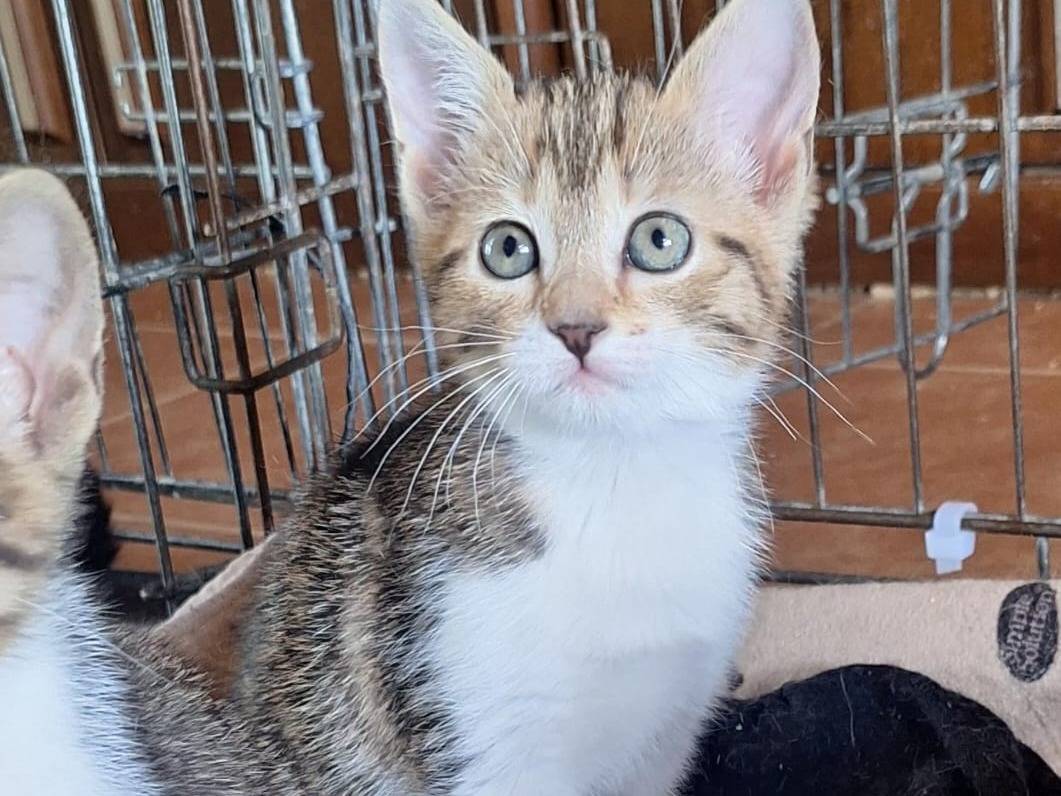 Adotta il gatto Ribes Fruttina di Bosco  a Milano