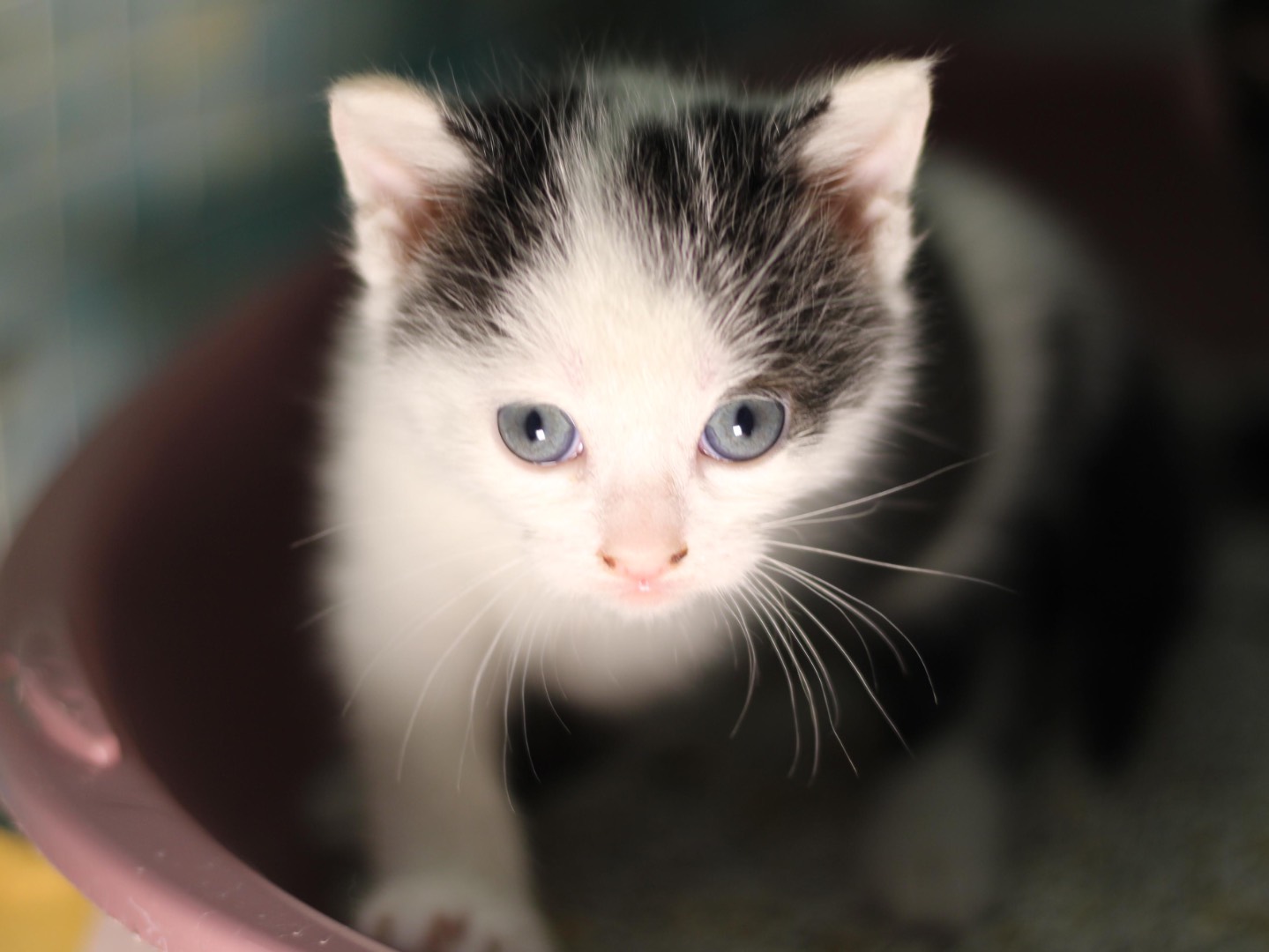 Adozione gatto, femmina, Razza sconosciuta Razza sconosciuta, 1 mesi, taglia non valida, Milano