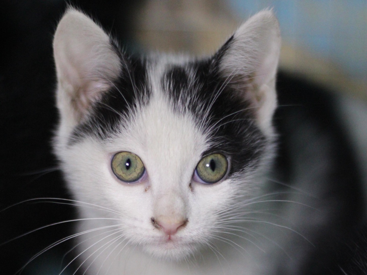 Adotta un gatto, femmina, 1 mesi, Milano