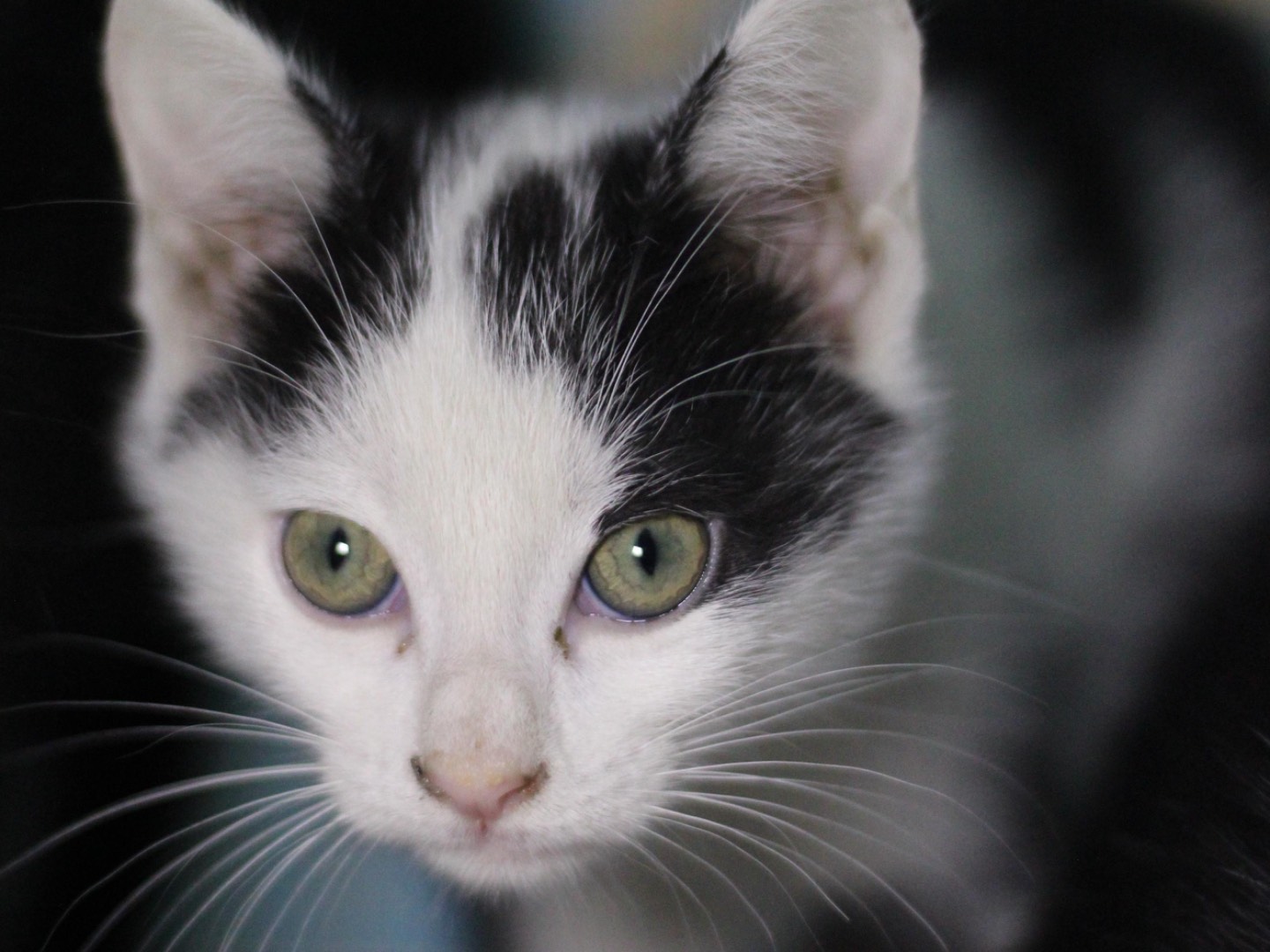 Adotta un gatto, taglia non valida, femmina, Milano