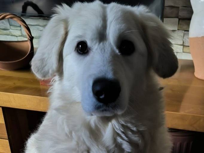 Adotta un cane, taglia grande, femmina, Genova