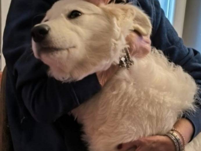 Adotta il cane Margot maremmana  a Genova