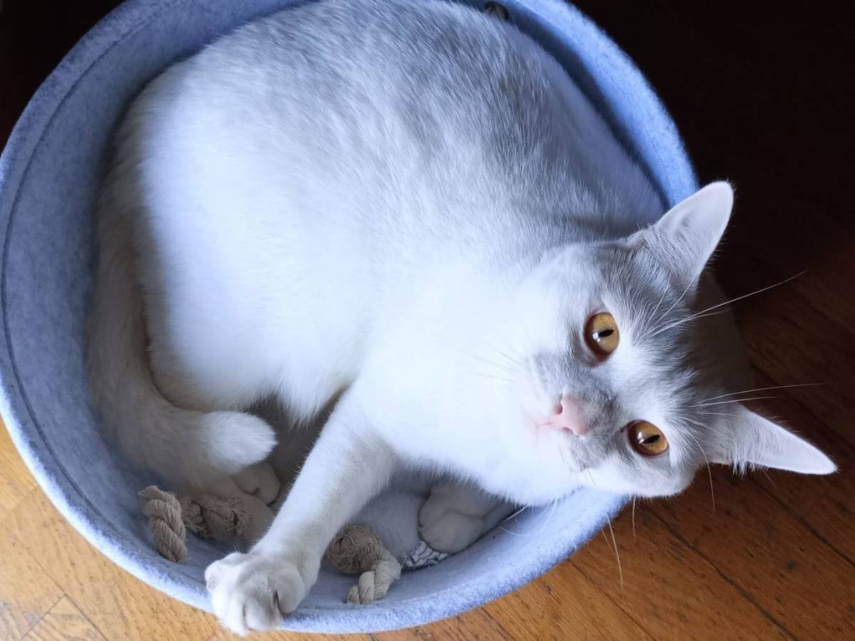Foto dell'animale