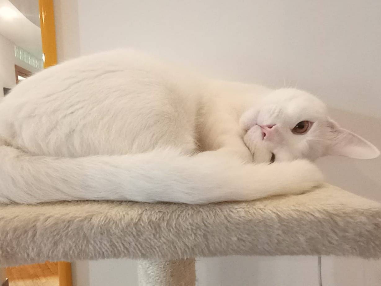 Adotta un gatto, maschio, 2 anni  e 3 mesi , Latina