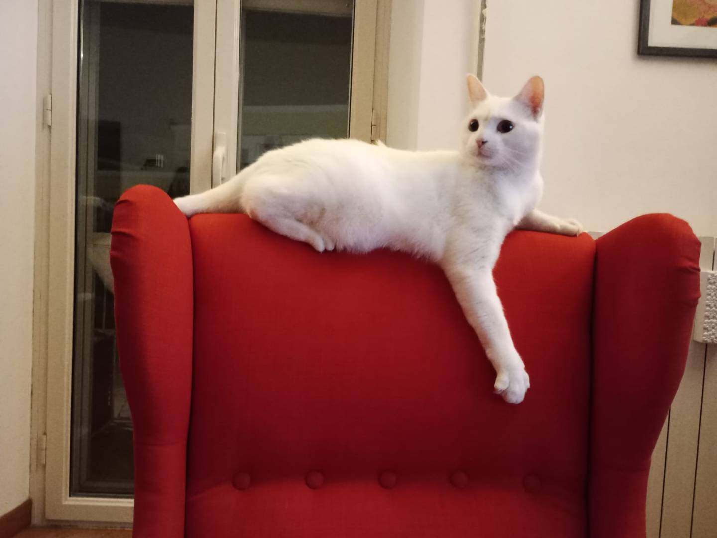 Adotta un gatto, taglia non valida, maschio, Latina